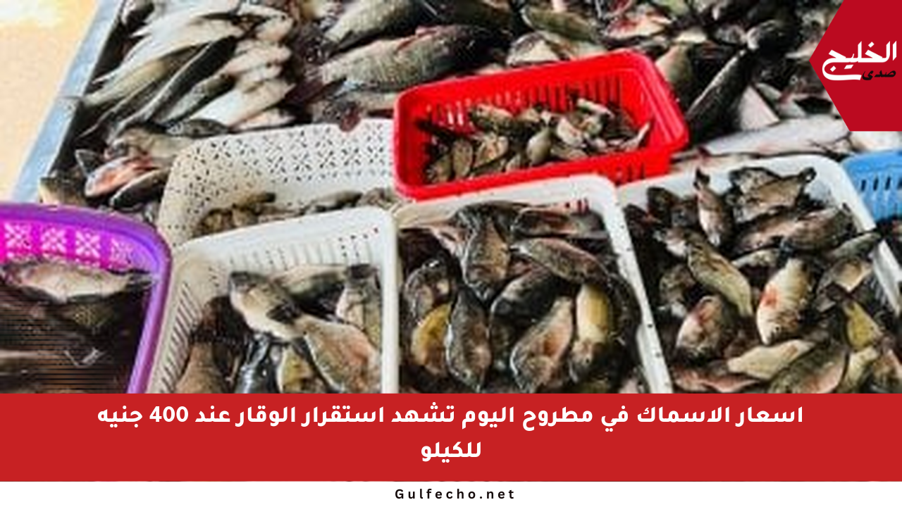 أسعار الأسماك في مطروح اليوم تشهد استقرار الوقار عند 400 جنيه للكيلو